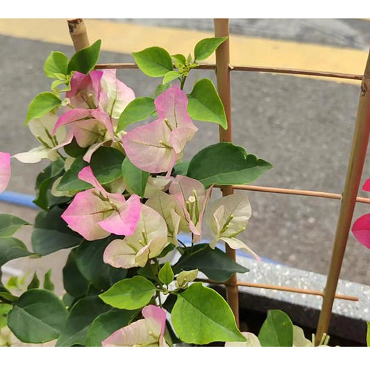 10 Pack Bamboo Trellis For Climbing Plants.