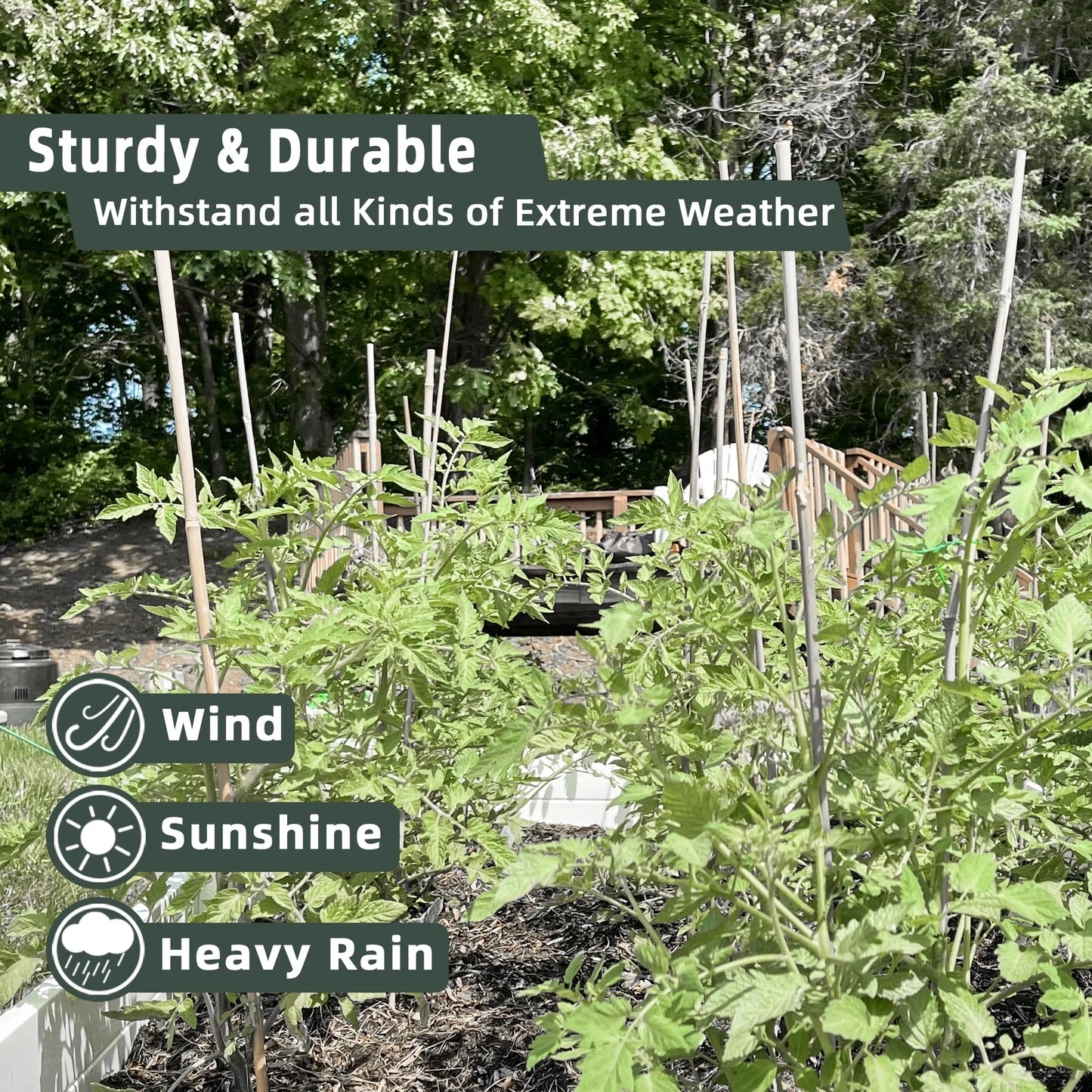 50pcs 4FT Bamboo Plant Stake Tomato Vegetables Beans Trees Potted Climbing Plants