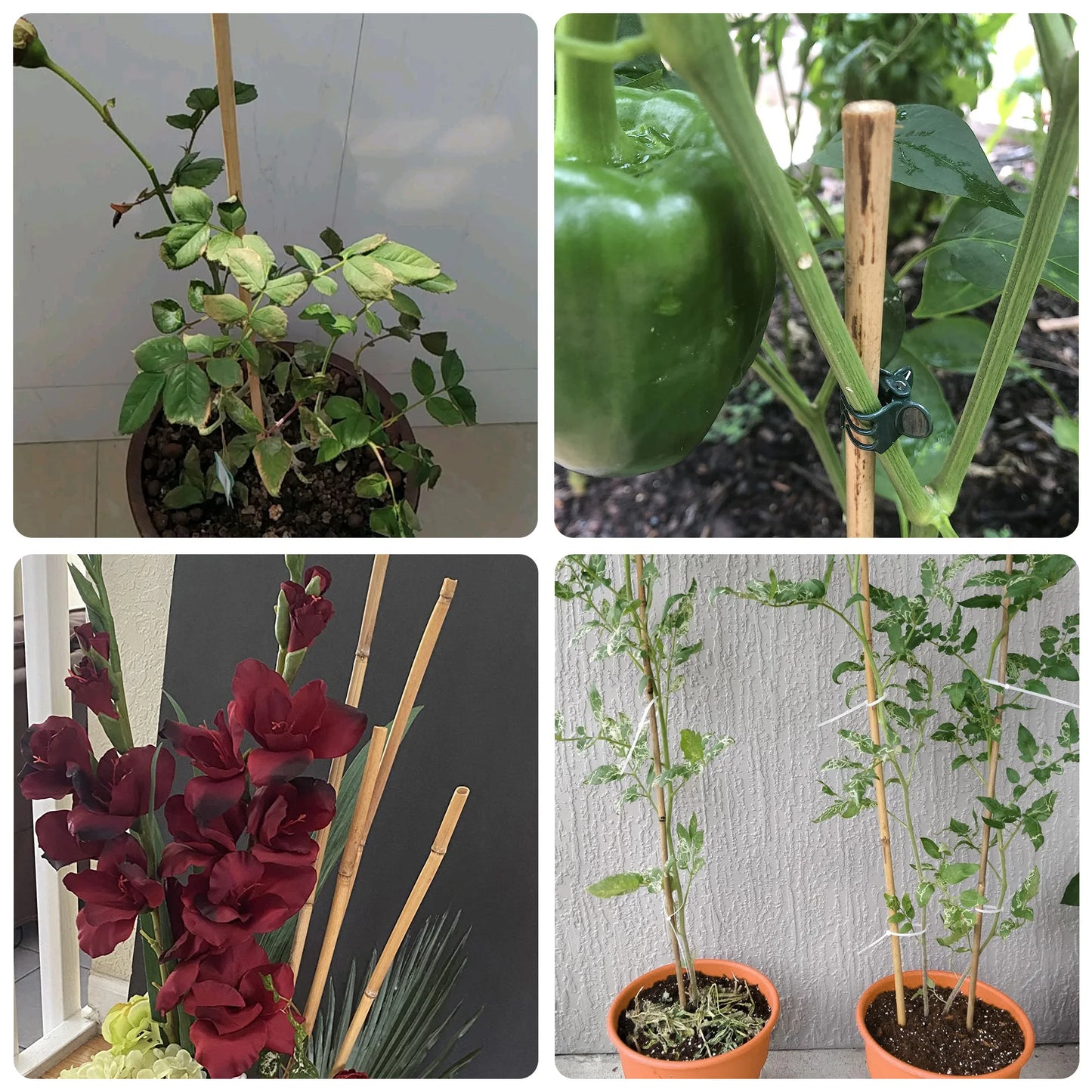 50pcs 4FT Bamboo Plant Stake Tomato Vegetables Beans Trees Potted Climbing Plants