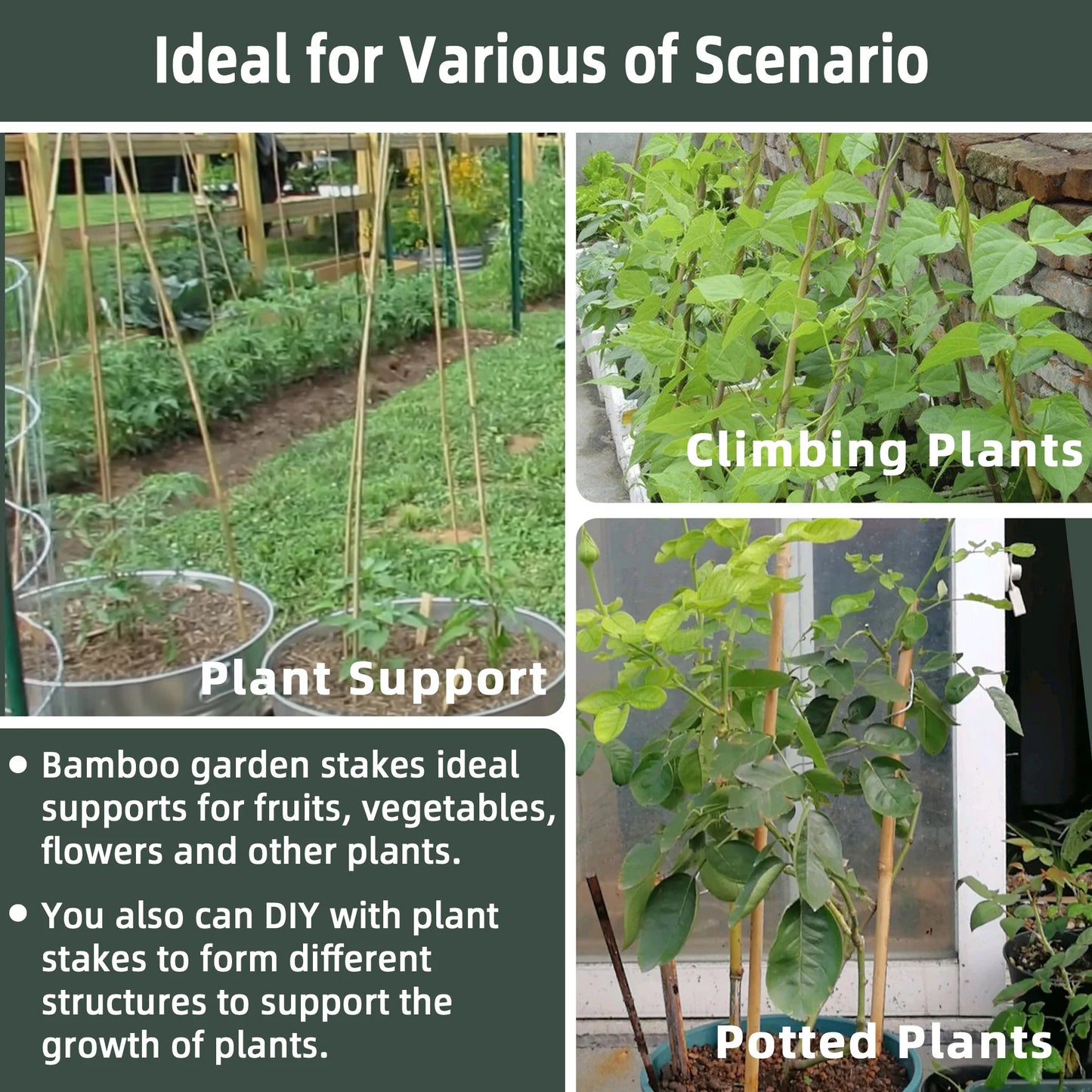 50pcs 4FT Bamboo Plant Stake Tomato Vegetables Beans Trees Potted Climbing Plants